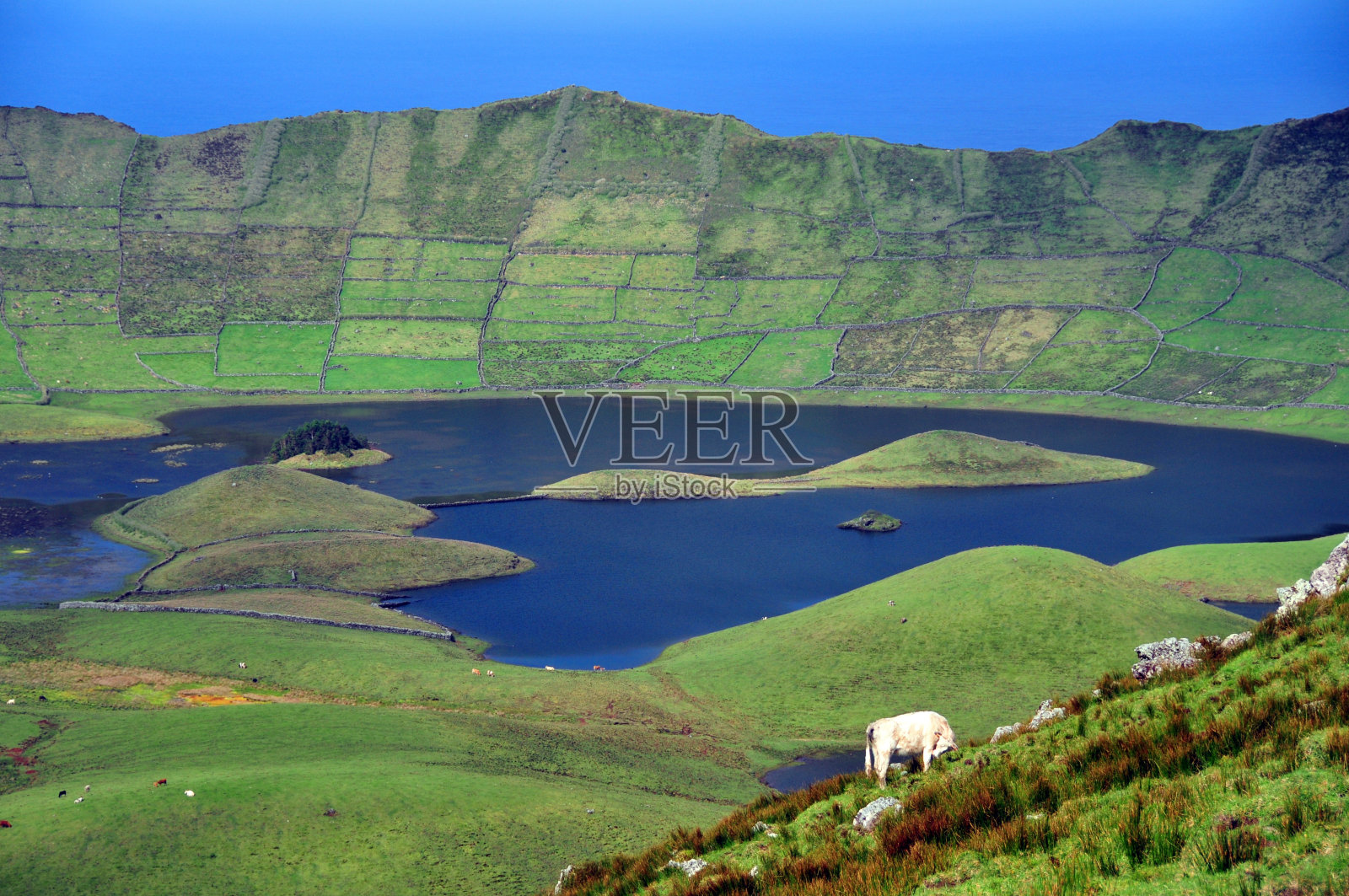 Caldeirão crater with cow grazing, Corvo Island, Azores, Portugal照片摄影图片