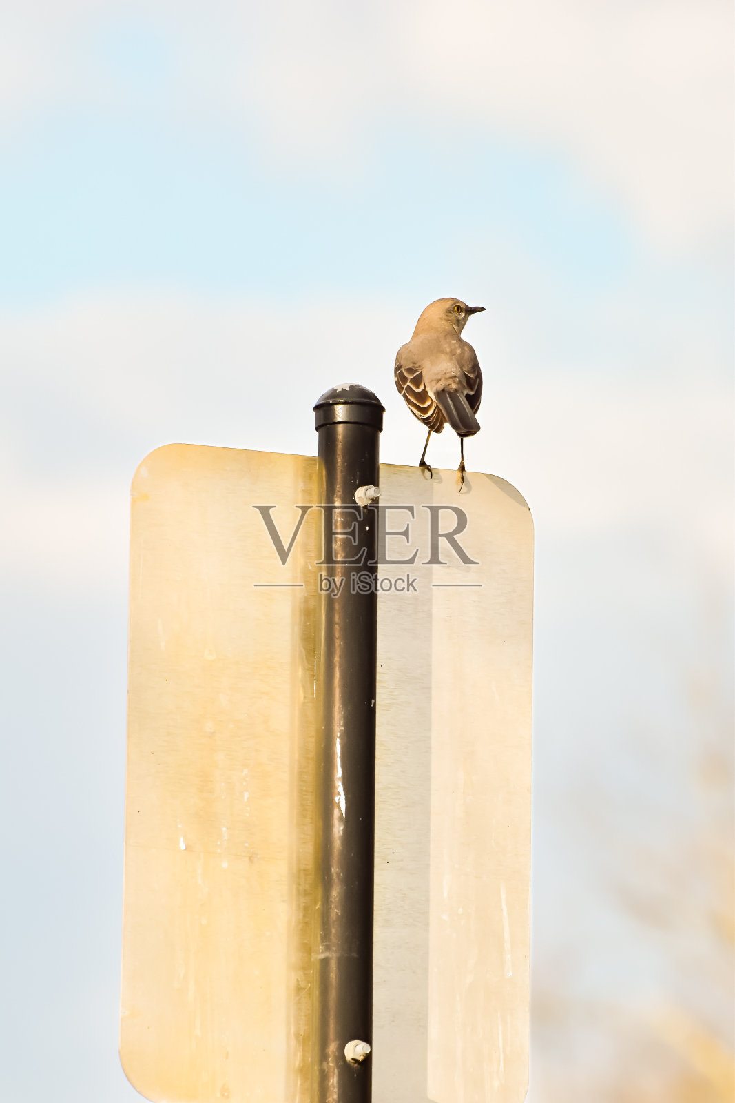 招牌上的鸟照片摄影图片