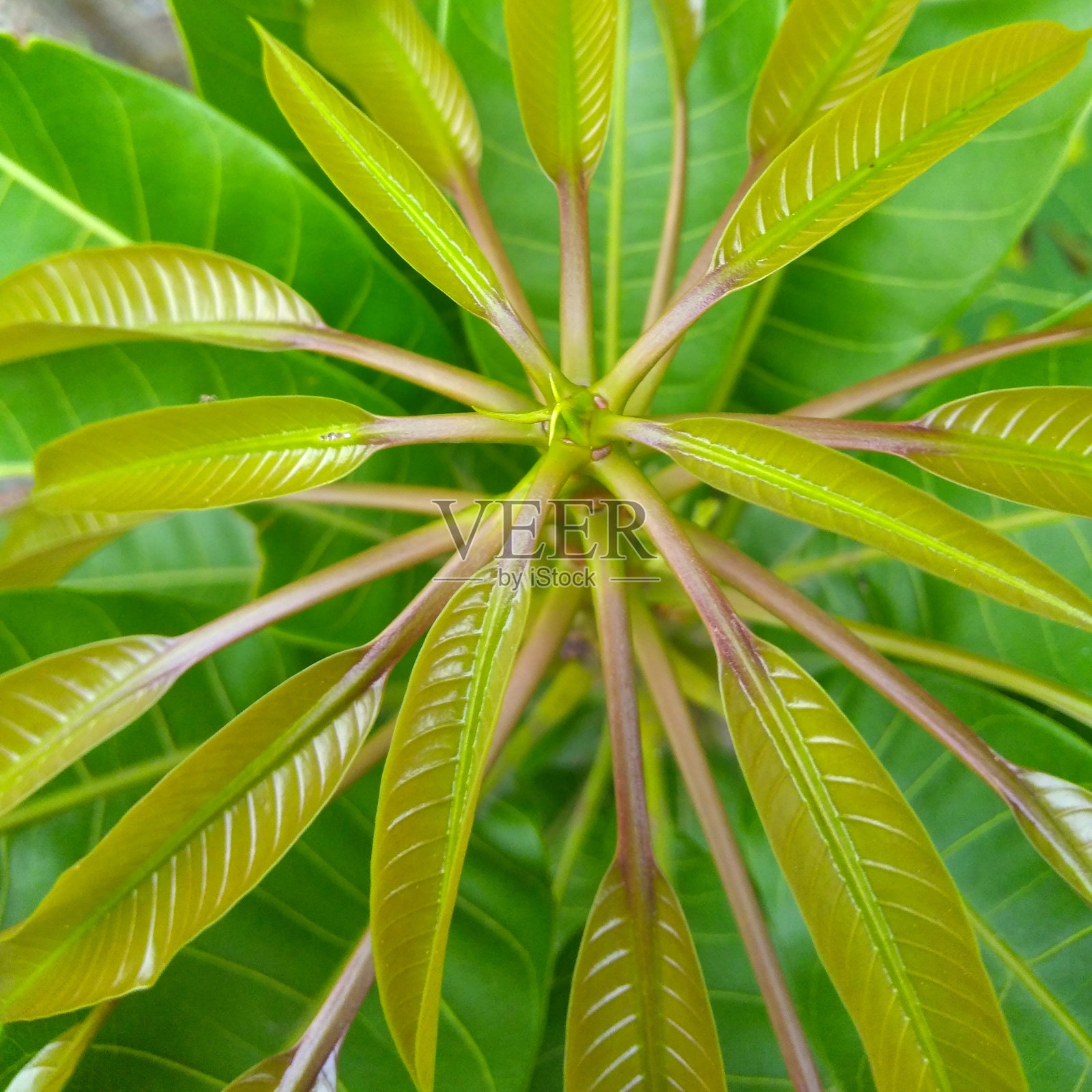 芒果叶在花园里照片摄影图片