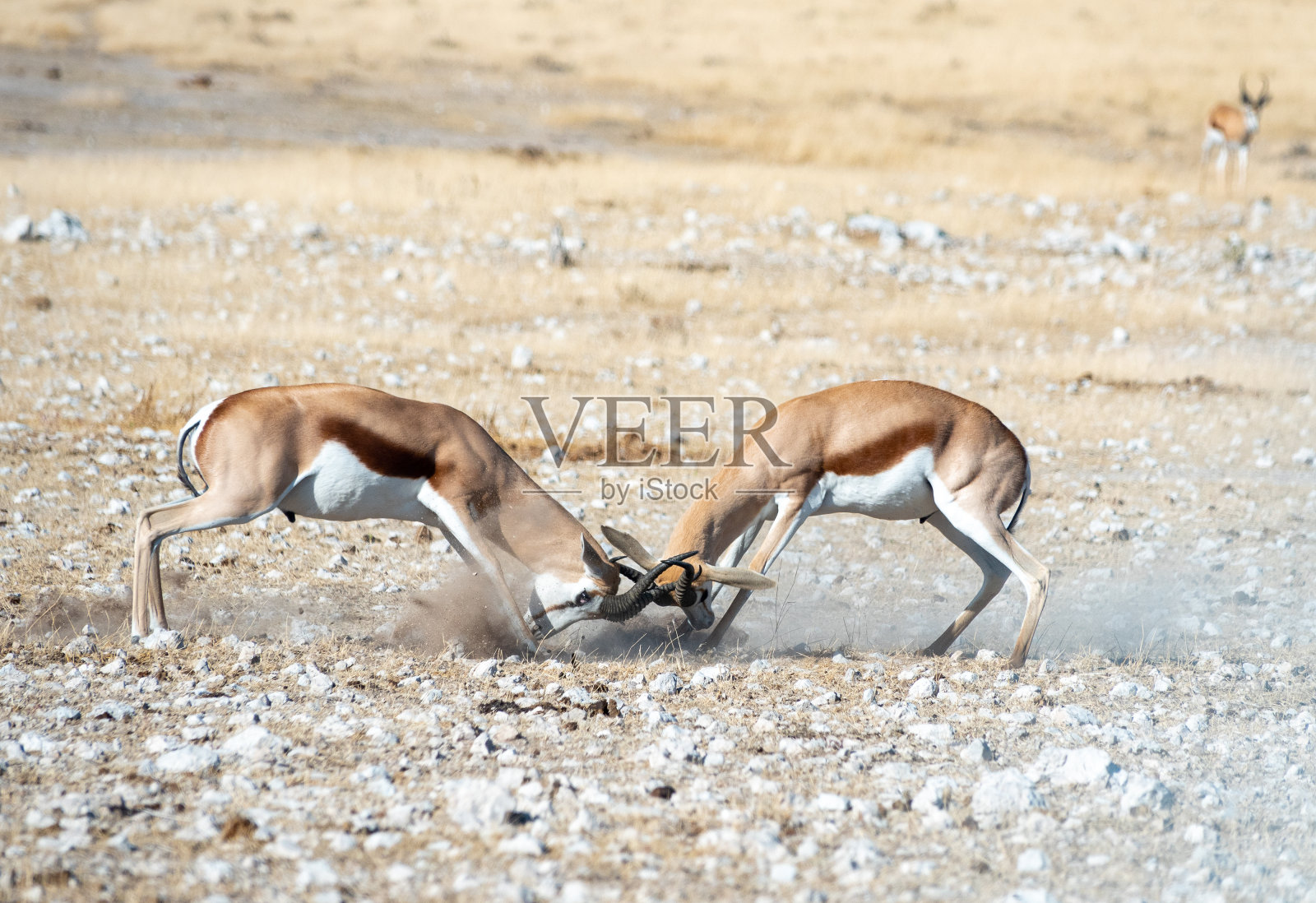 纳米比亚库内内地区埃托沙国家公园的跳羚照片摄影图片