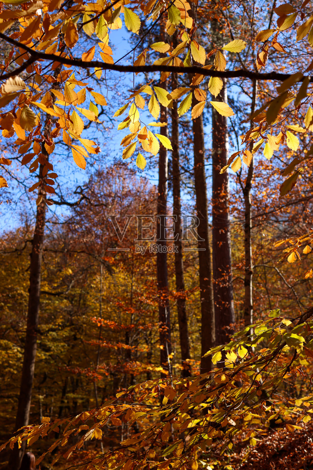 Yedigoller中自下而上的黄叶树照片摄影图片
