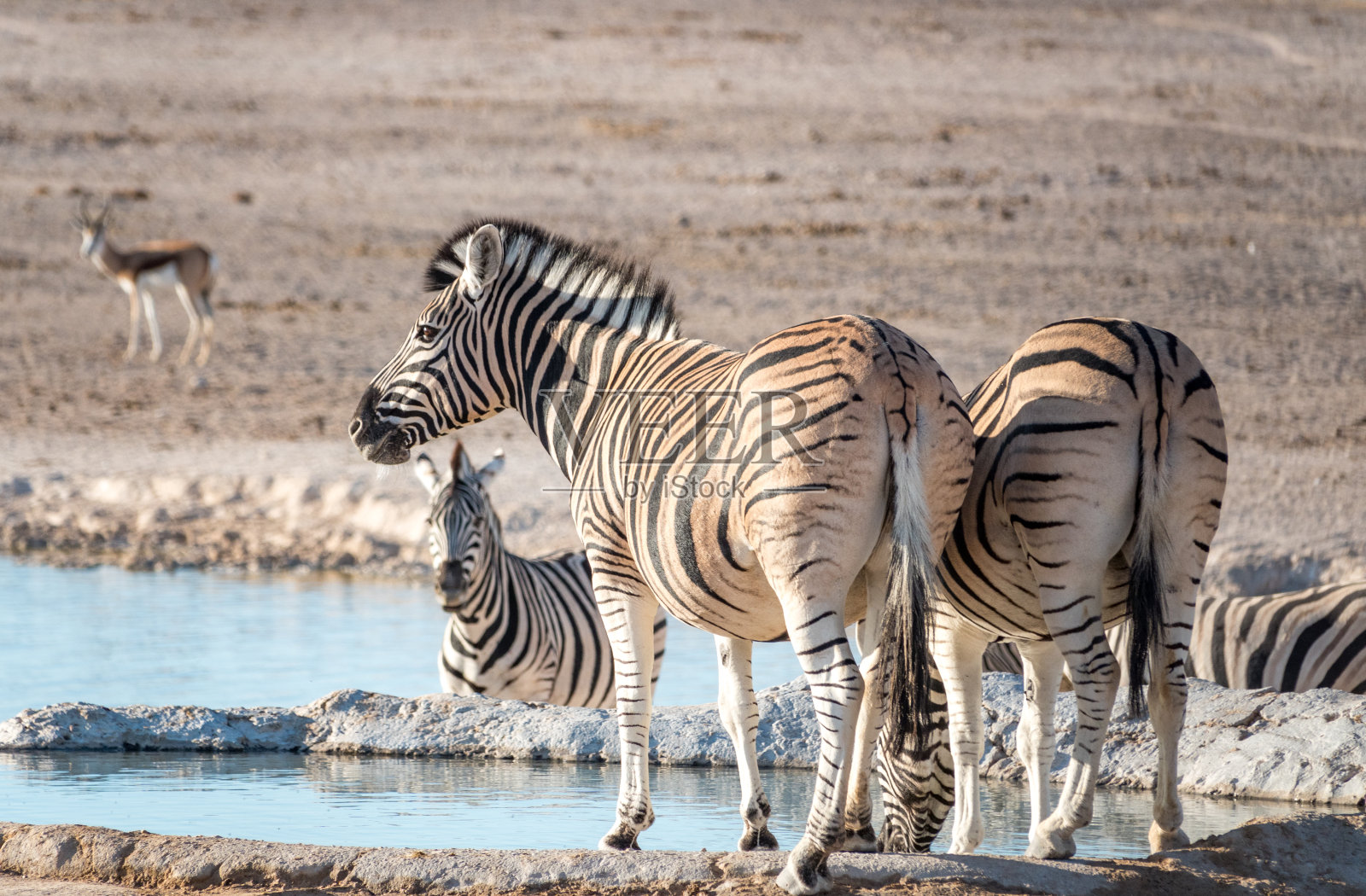 斑马在Nebrownii水坑在埃托沙国家公园，纳米比亚照片摄影图片