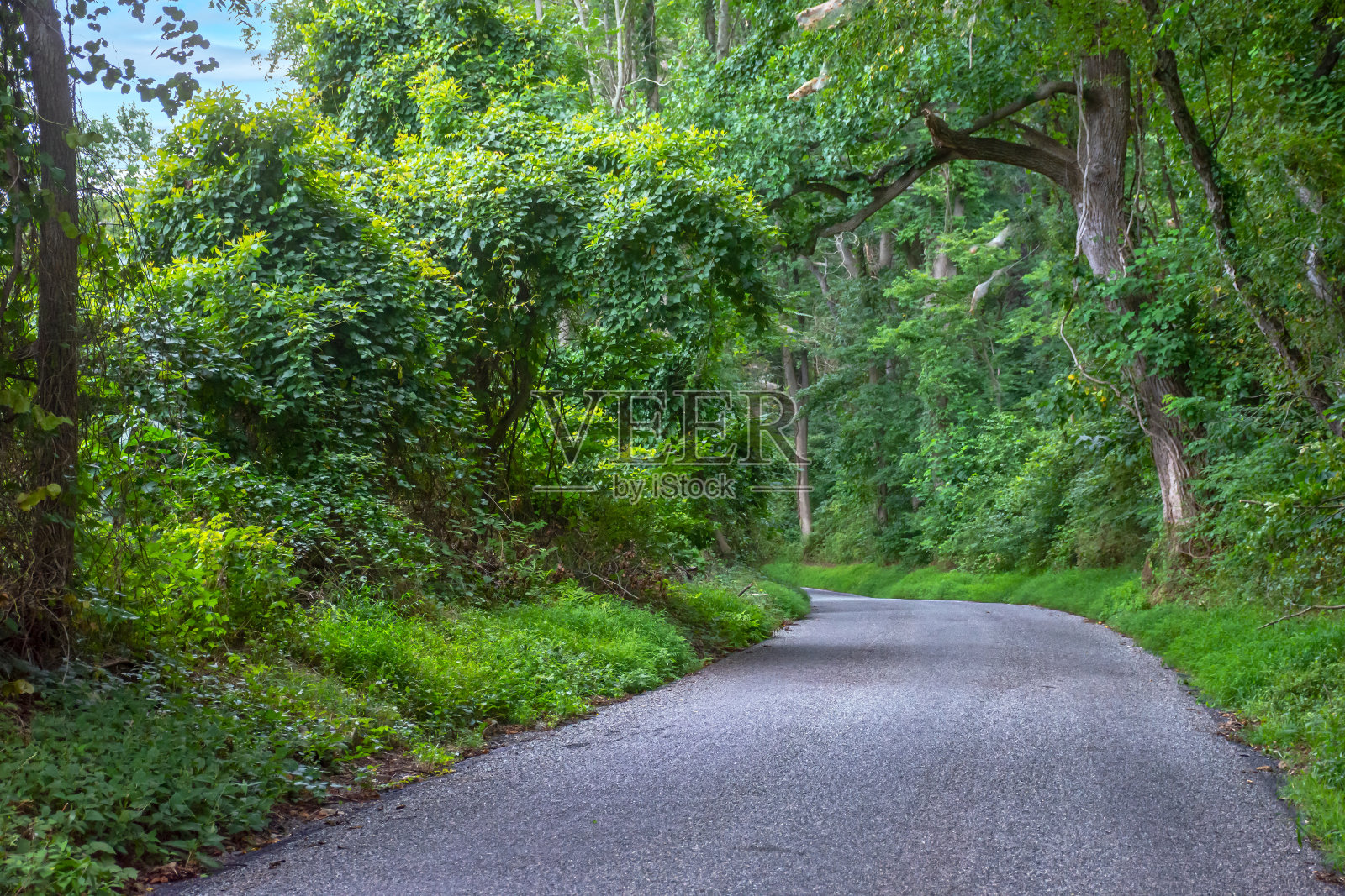 走进森林照片摄影图片