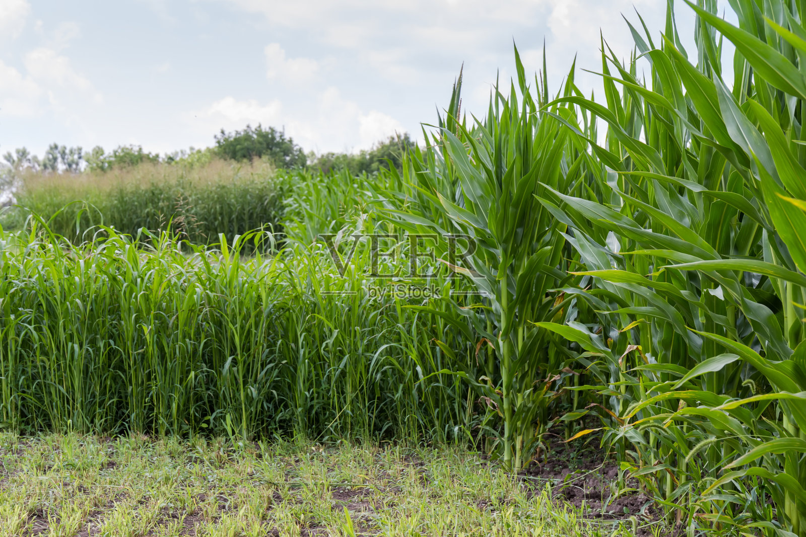 玉米和高粱种植园的一部分田地照片摄影图片