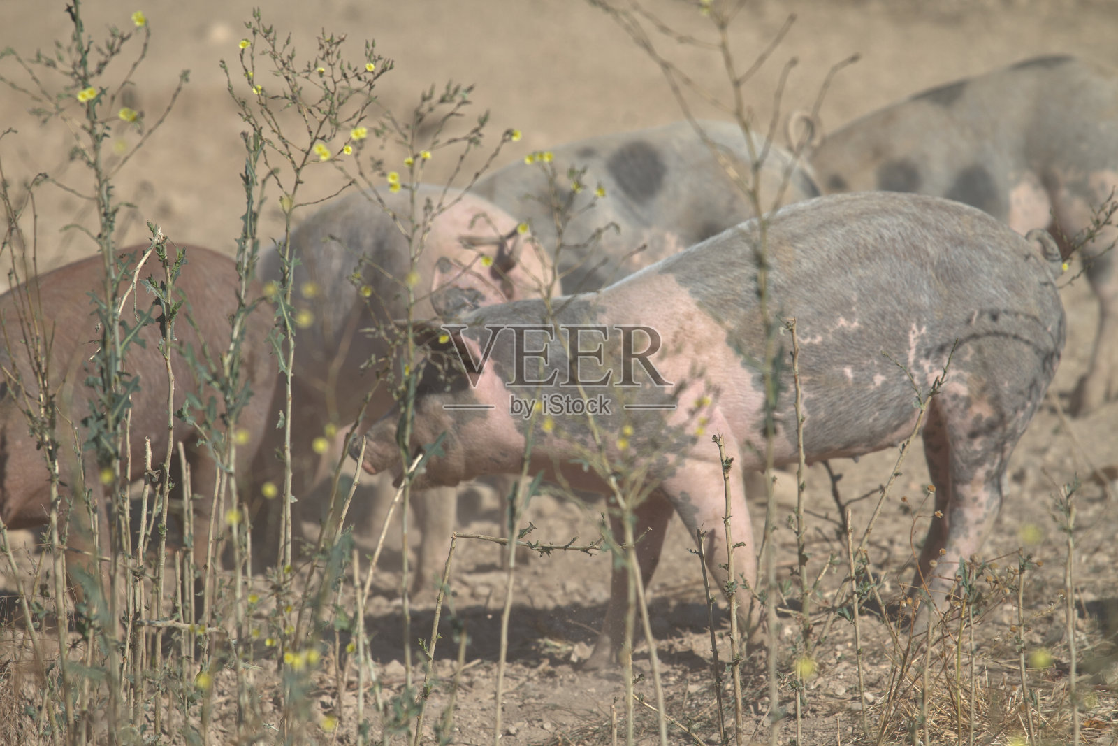 IMG_3923背景猪照片摄影图片