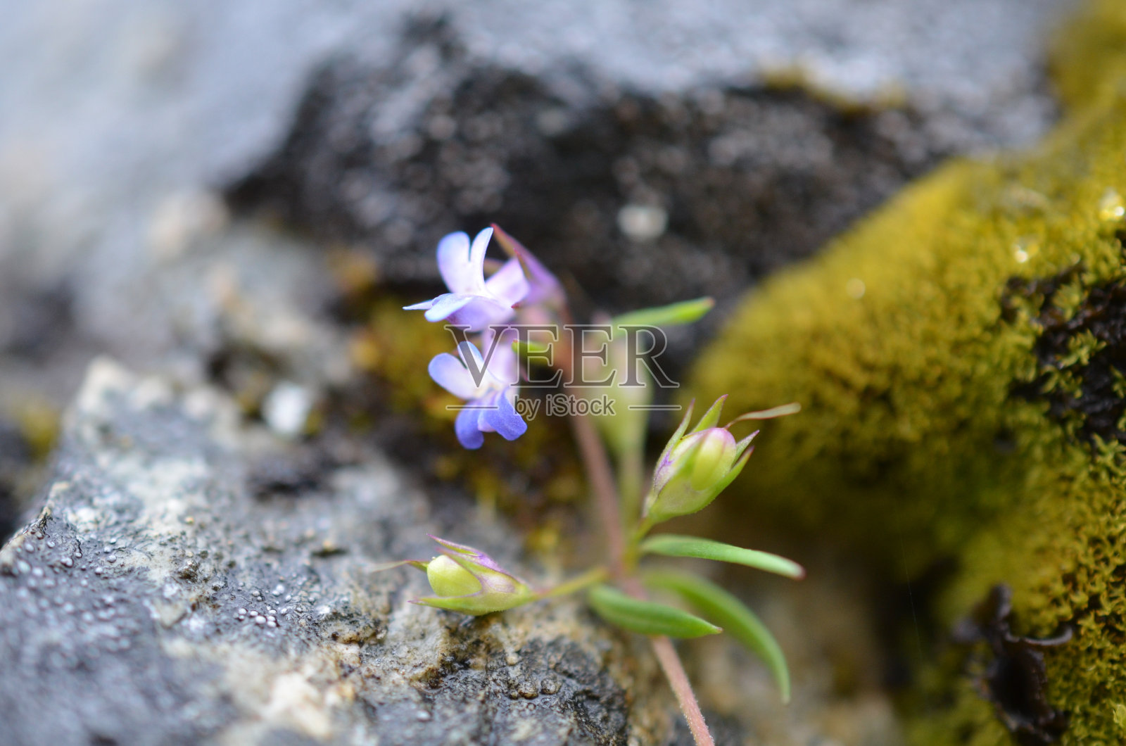 小花蓝眼玛丽照片摄影图片