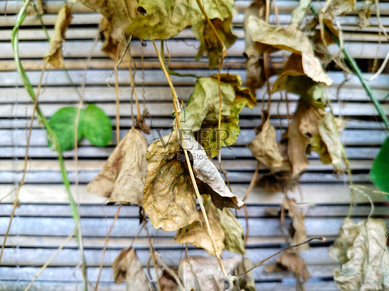 黄瓜叶子照片摄影图片