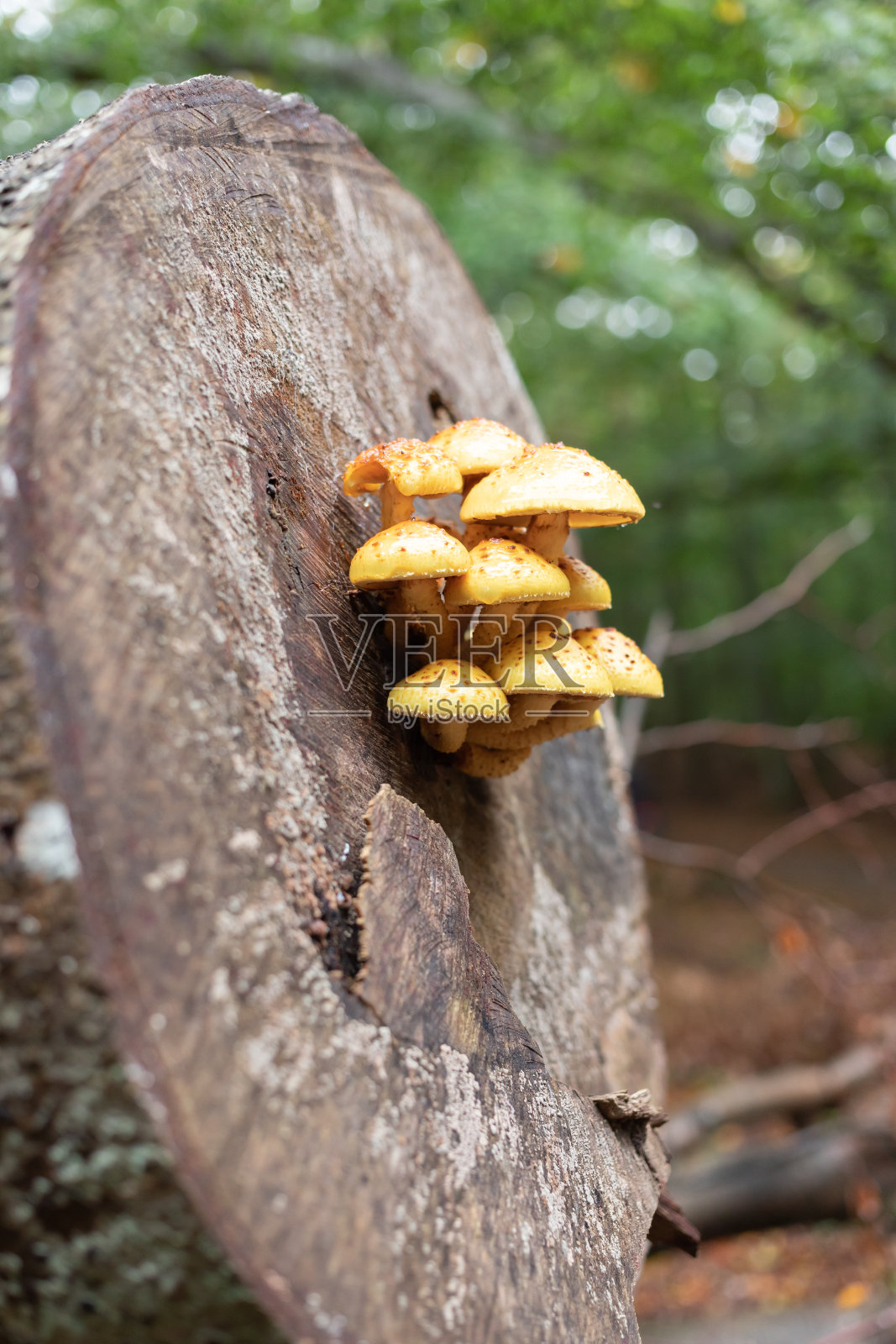 黄色的蘑菇照片摄影图片