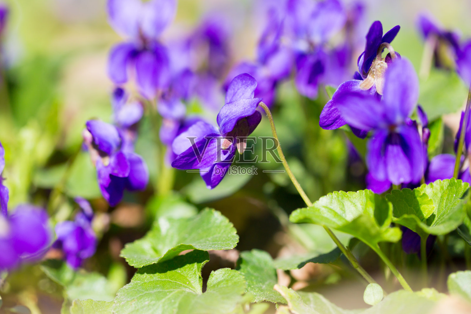 春天的花。木紫罗兰，堇菜，狗野紫罗兰，紫百合，紫百合，甜紫罗兰，夏洛特女王花。紫罗兰花在春天的森林里盛开。中提琴odorata。照片摄影图片