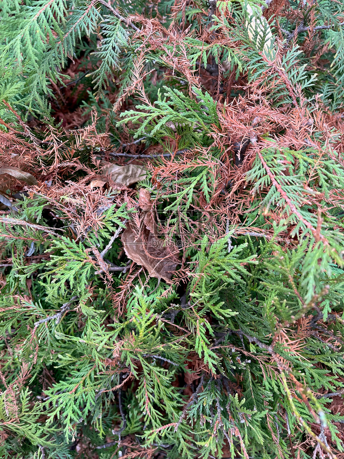 特写棕色和绿色的乔木叶与选择性聚焦的前景照片摄影图片