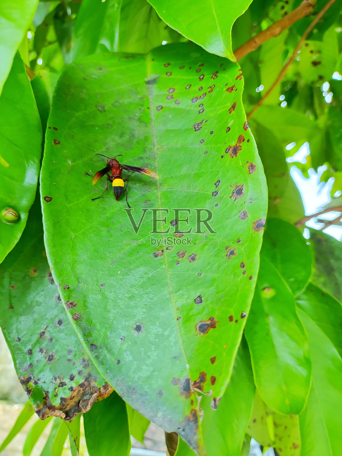 叶子上的蜜蜂照片摄影图片