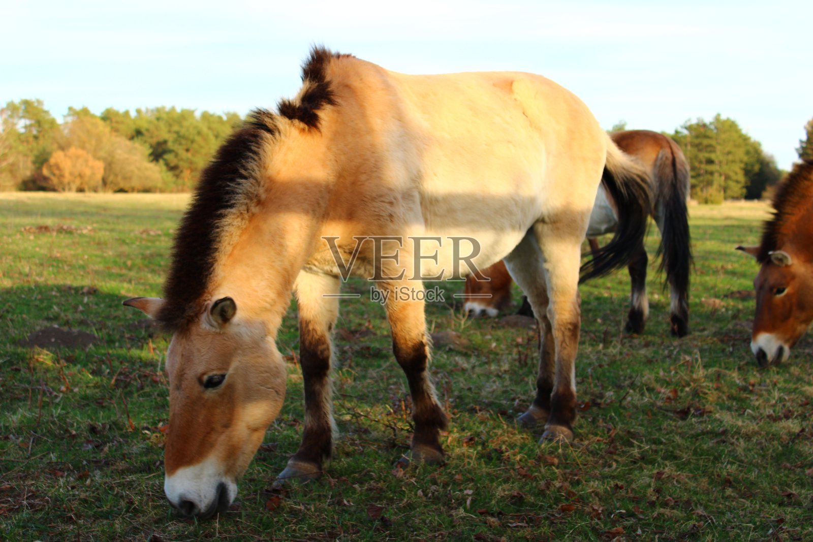 野马照片摄影图片