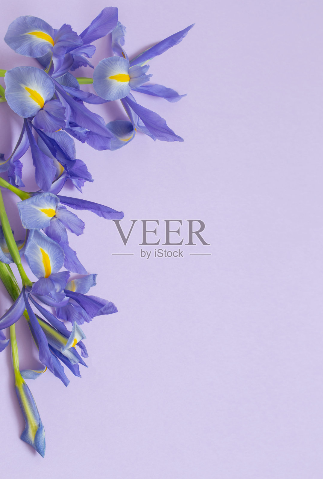 紫色纸背景上的蓝色鸢尾花照片摄影图片