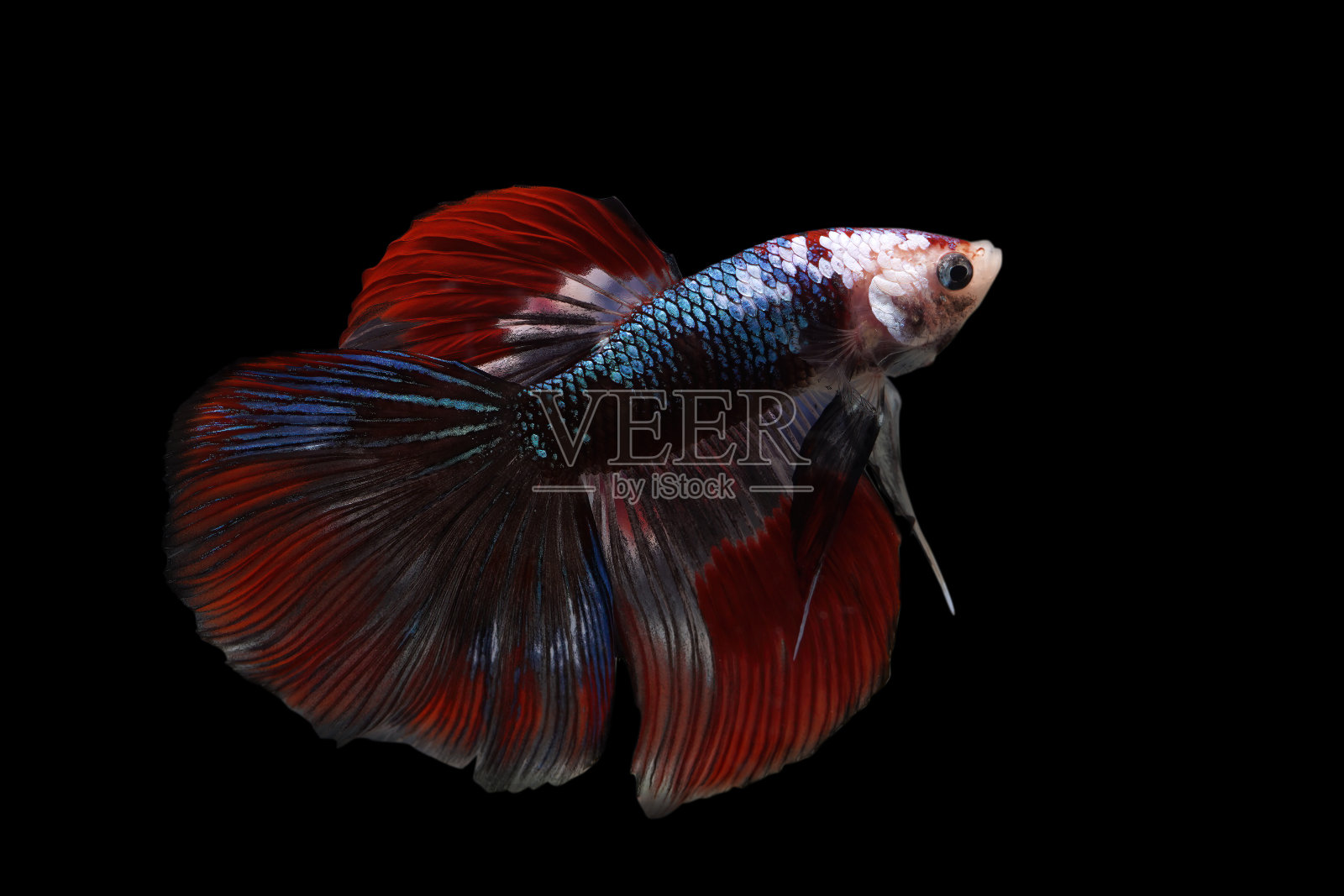 黑色背景上孤立的暹罗斗鱼。鱼有三种颜色。黑色背景的斗鱼。黑色的隔离。文本空格。照片摄影图片
