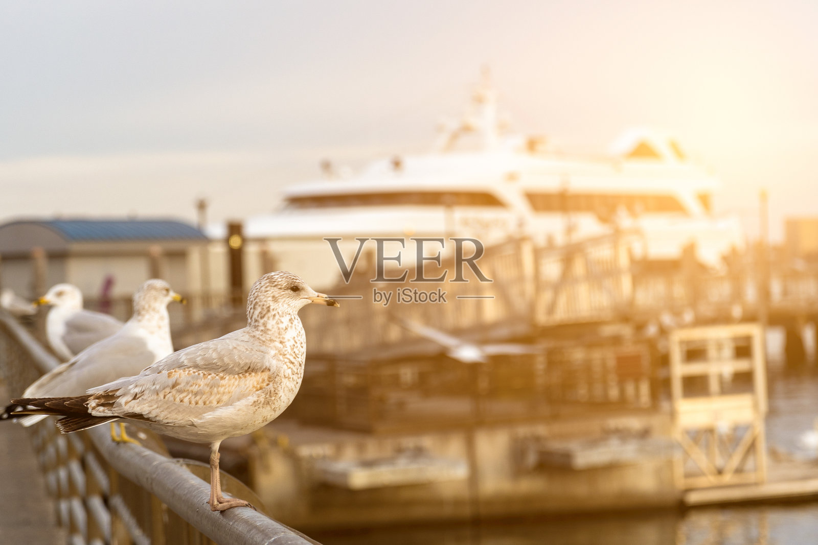 码头上的海鸥照片摄影图片