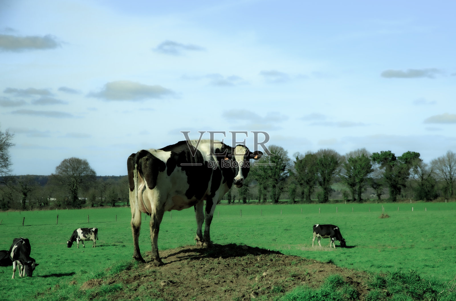 森林教堂照片摄影图片
