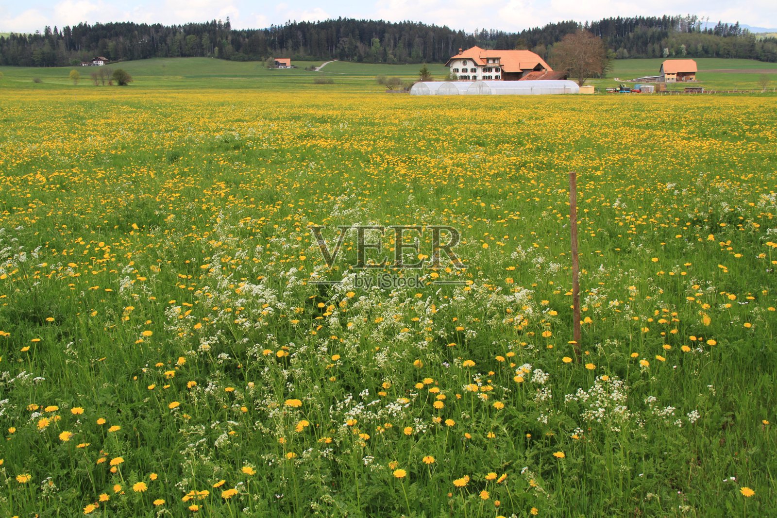 格鲁耶尔的春天照片摄影图片