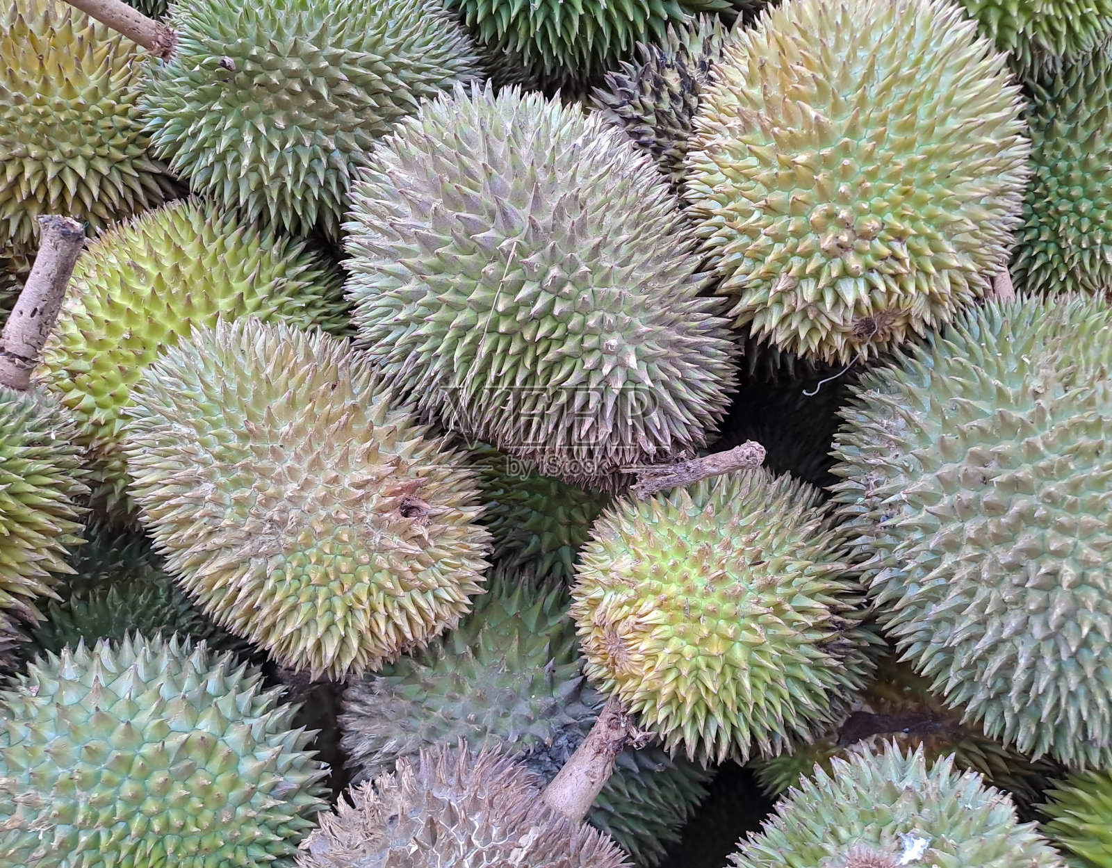 榴莲果照片摄影图片