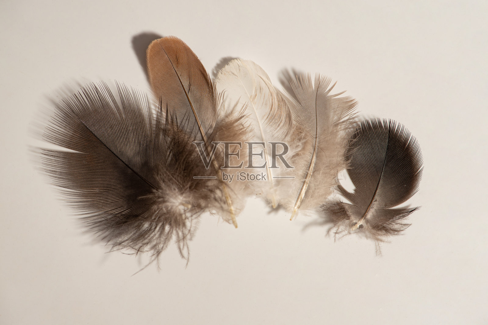 羽毛，各种形状和颜色的羽毛在白色表面上，选择性聚焦。照片摄影图片