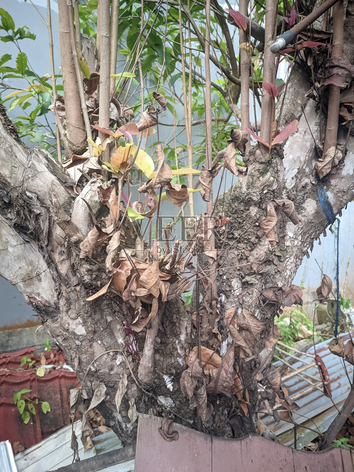 又老又脆的树，到处都是枯萎的叶子，秋天——亚洲照片摄影图片