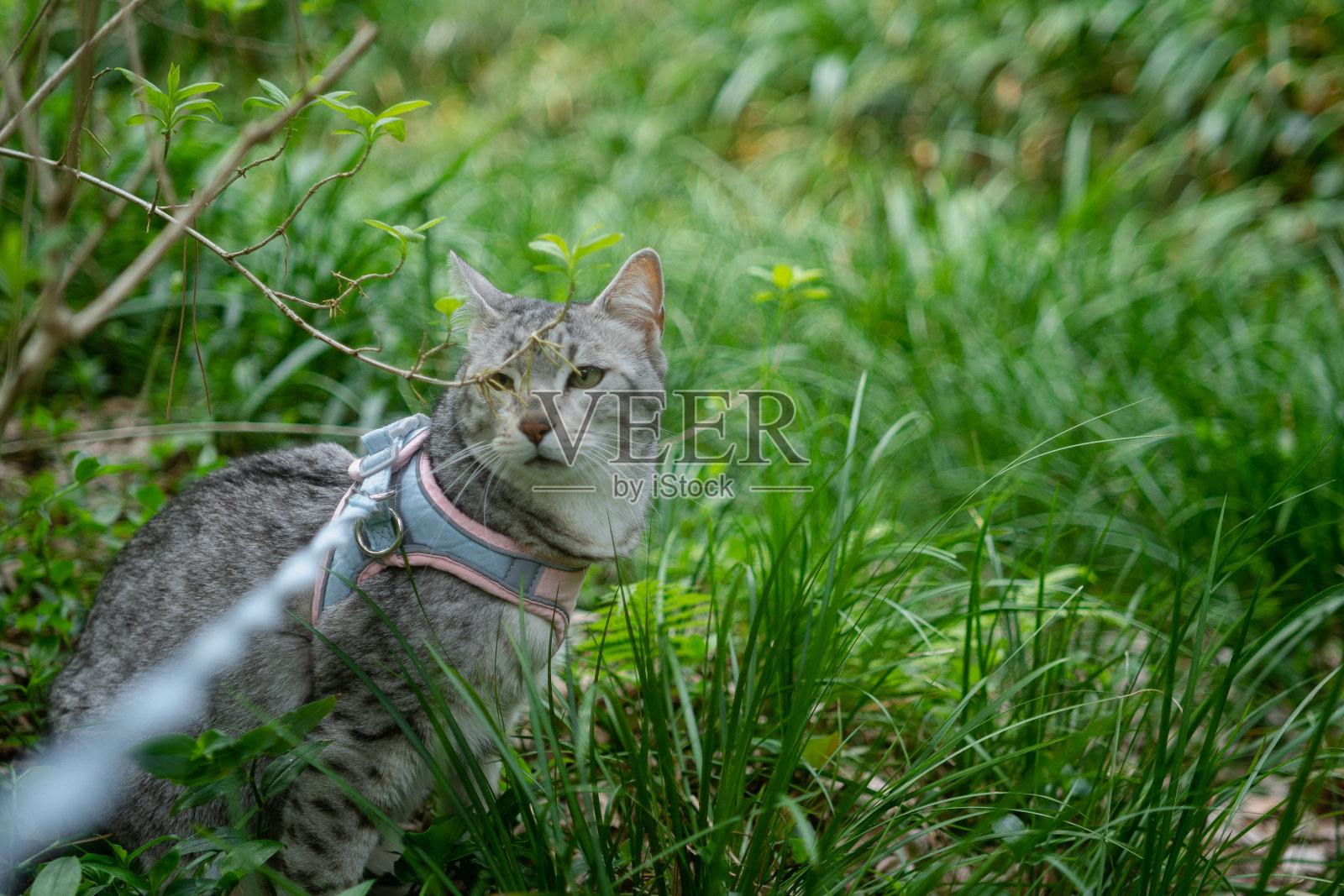 一只埃及猫正在公园里散步。照片摄影图片