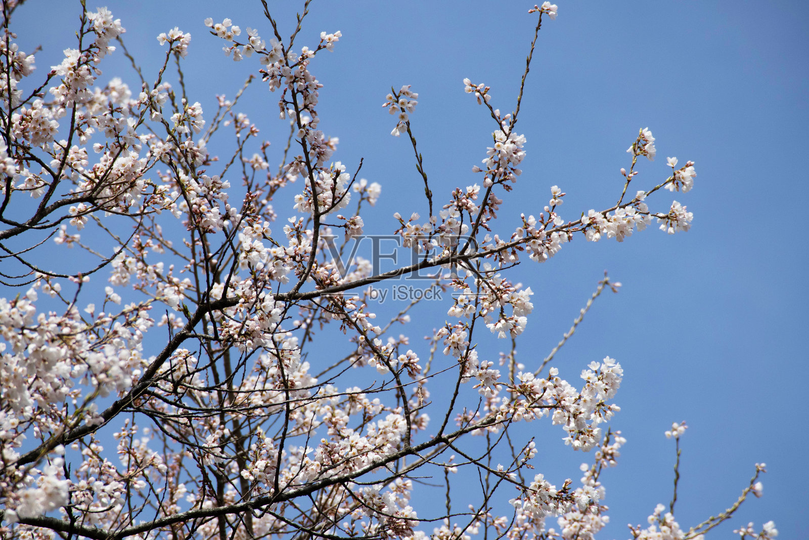 2号樱花树照片摄影图片