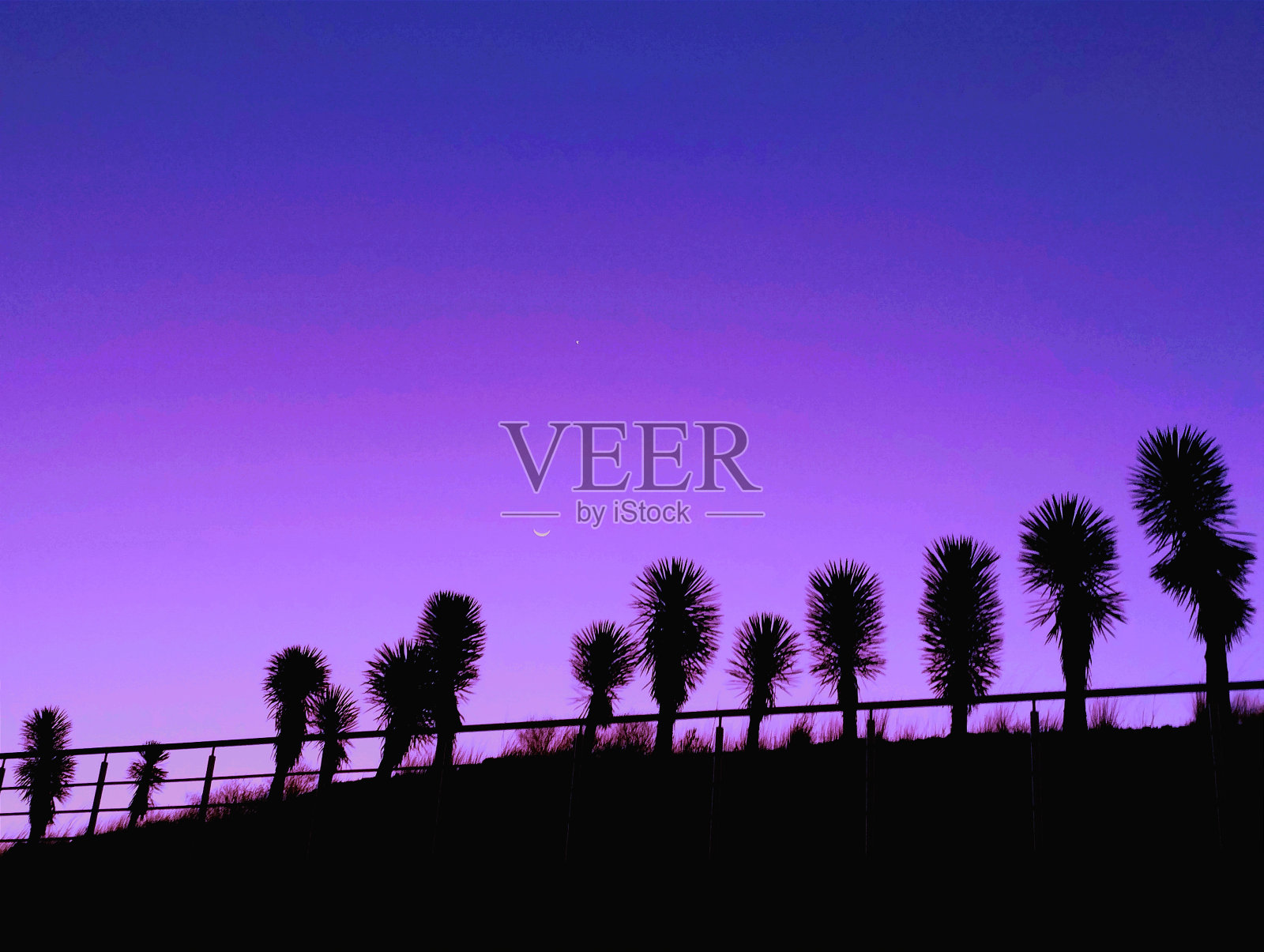 月亮猫爪照片摄影图片