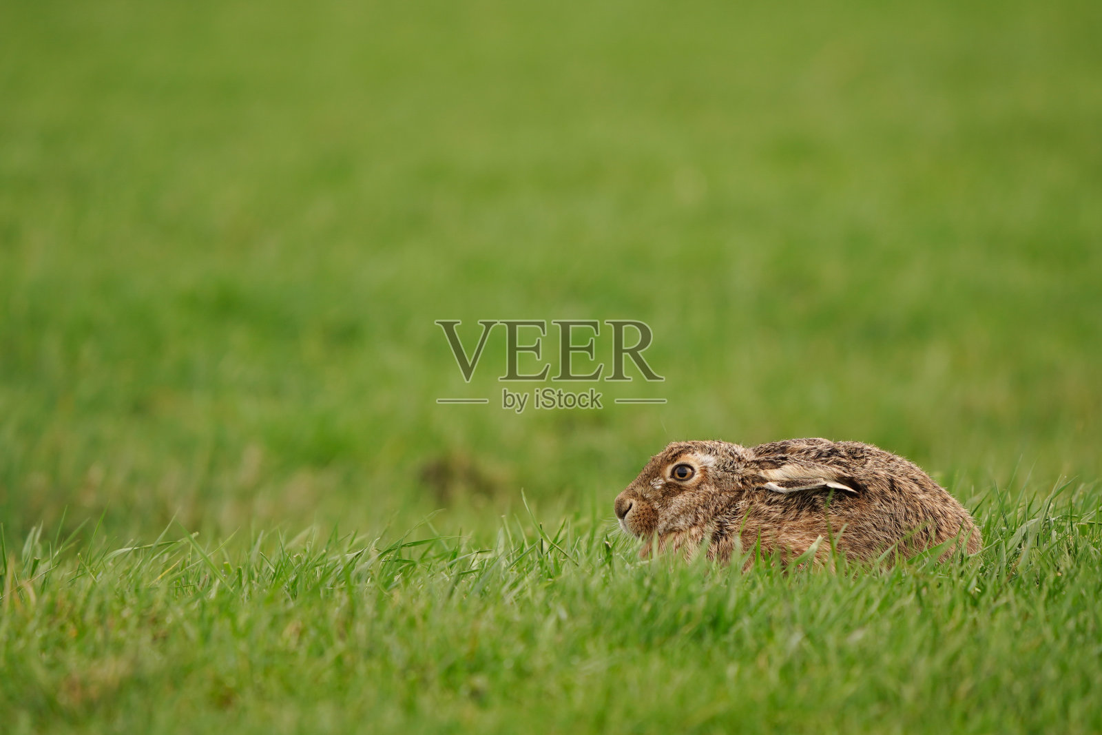 一只欧洲野兔(Lepus europaeus)坐在草地上照片摄影图片