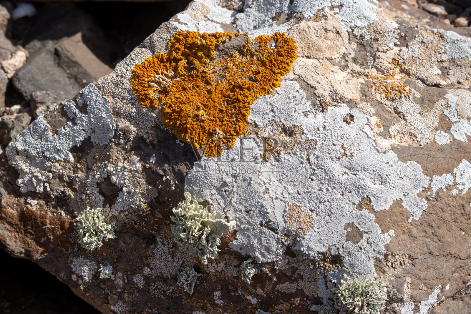 石头上的黄色地衣，富尔特文图拉照片摄影图片