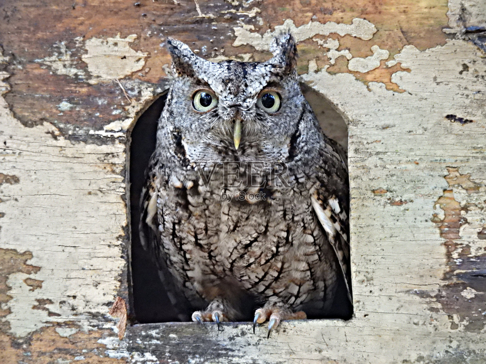 东部尖嘴鸮(Megascops asio)栖息在巢盒里照片摄影图片