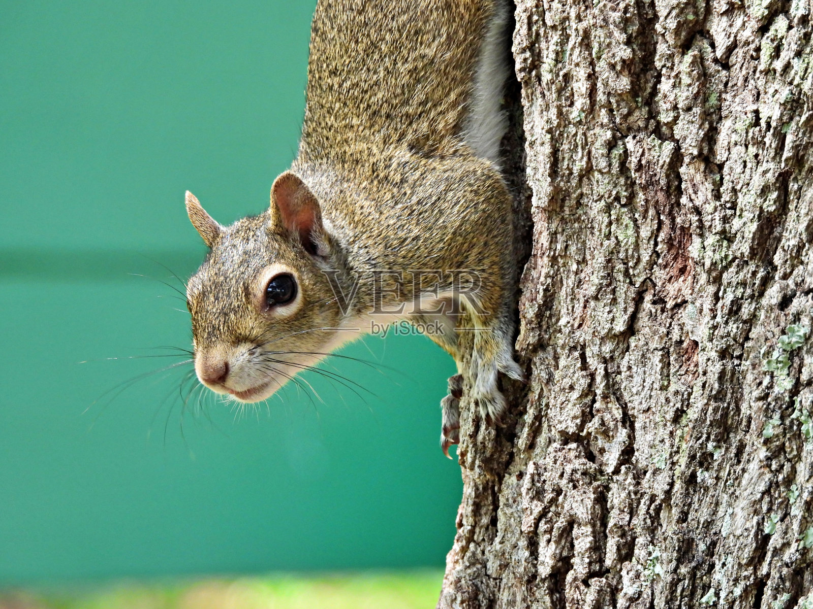 从树上下来的灰松鼠(Sciurus carolinensis)照片摄影图片