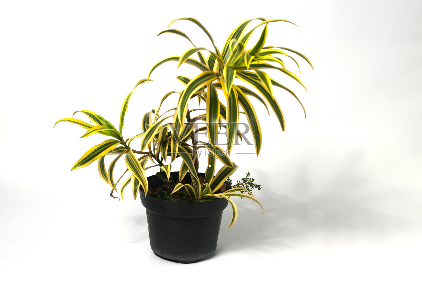 白色背景上的龙血树反射。照片摄影图片