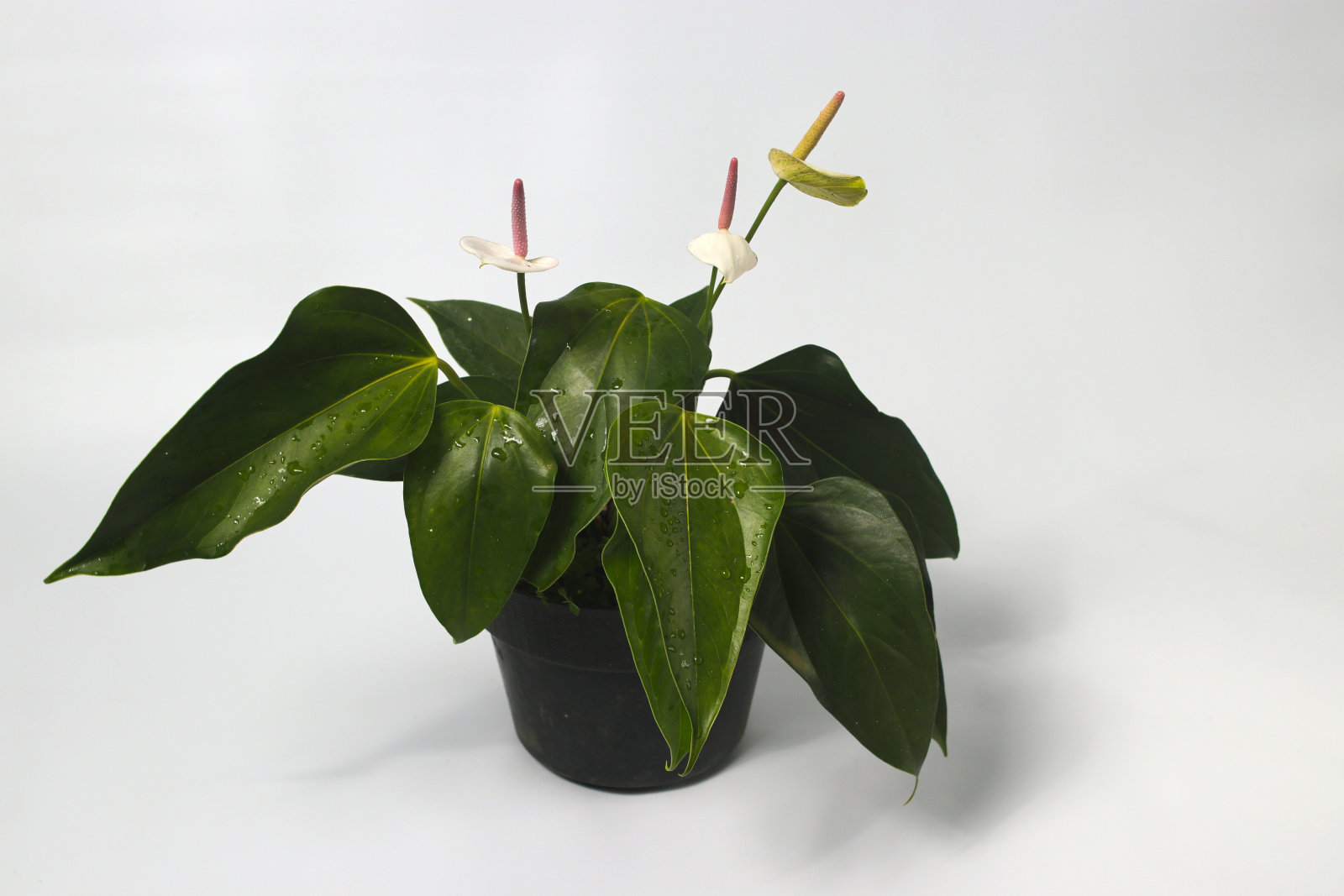 白底红掌室内植物照片摄影图片