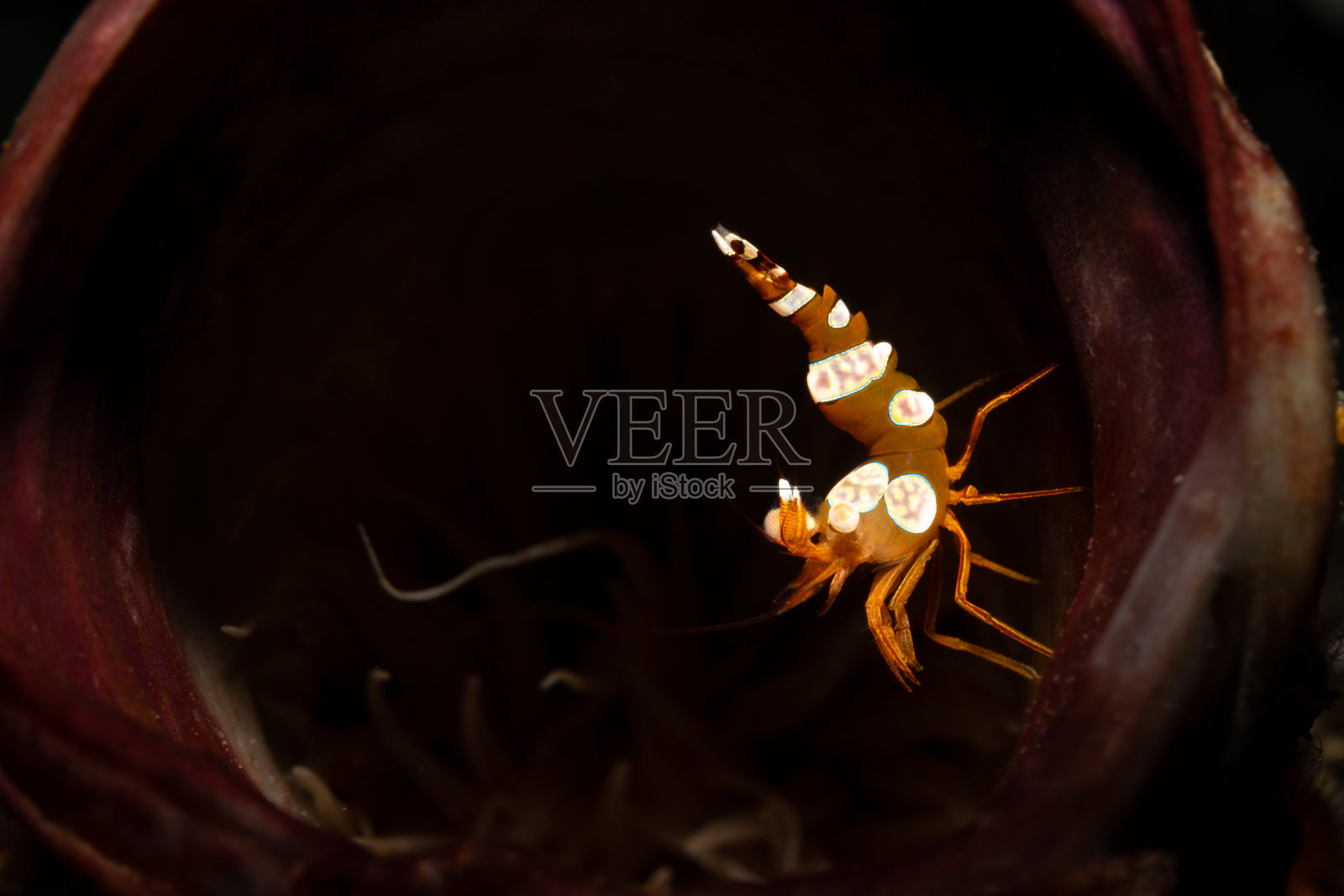 橙色蹲虾在一个圆形隧道像海葵与黑色背景照片摄影图片