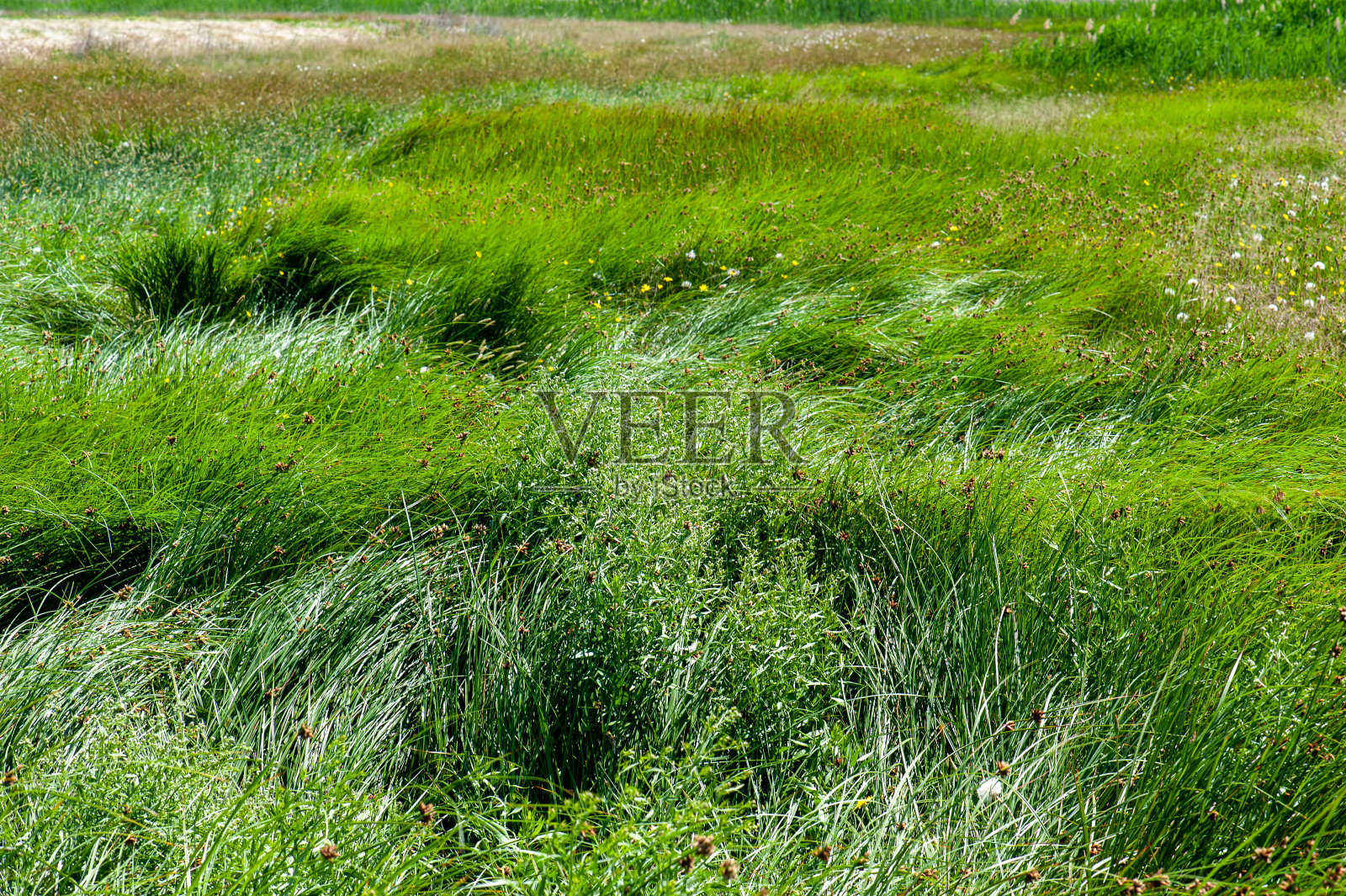草地在风中飘动照片摄影图片