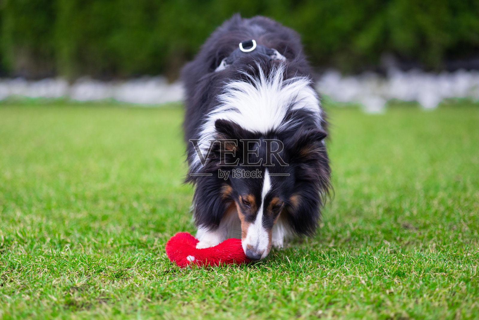 绿草地上的设得兰牧羊犬照片摄影图片