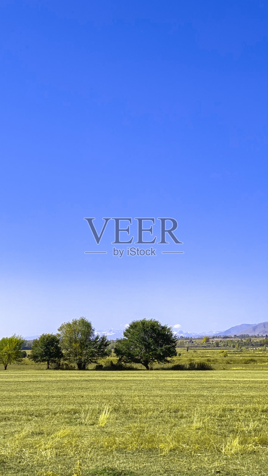 珍贵的观点在绿色的领域，树木和晴朗的天空为一个夏天的屏幕保护程序和带有复制空间的横幅照片摄影图片