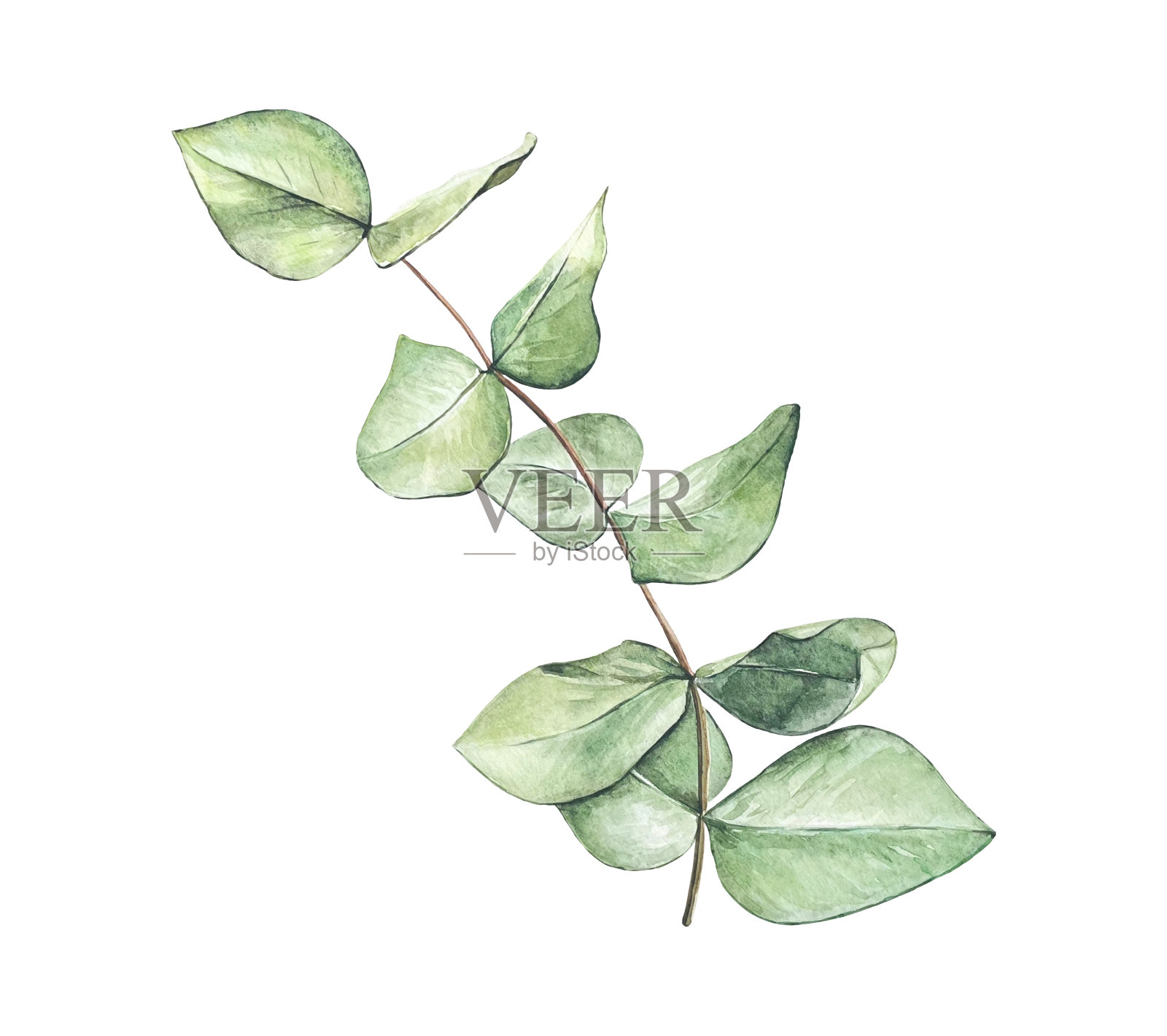 手绘桉树枝，水彩插图插画图片素材