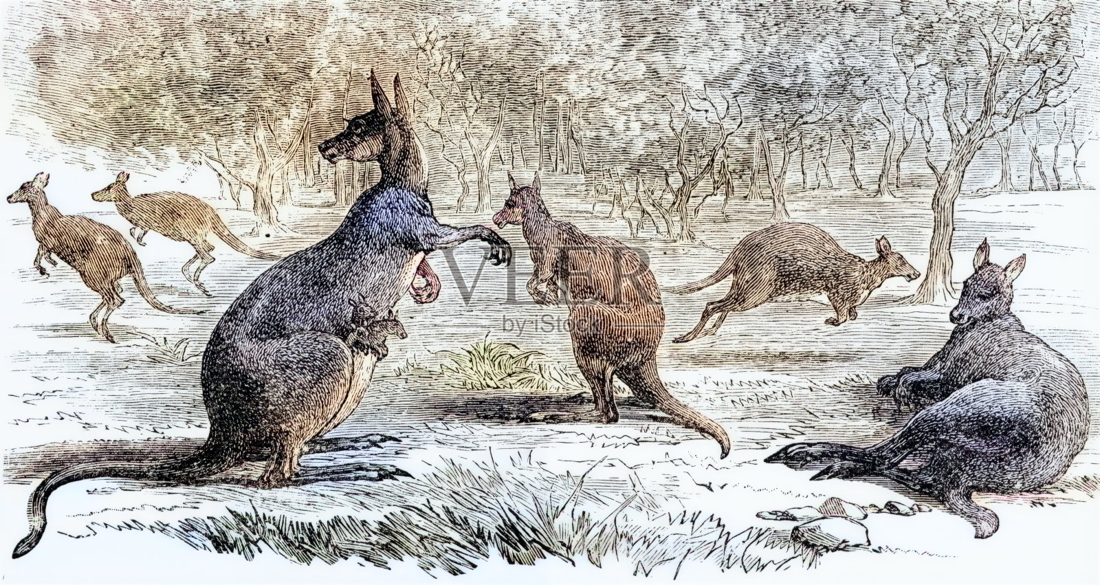 袋鼠插画图片素材