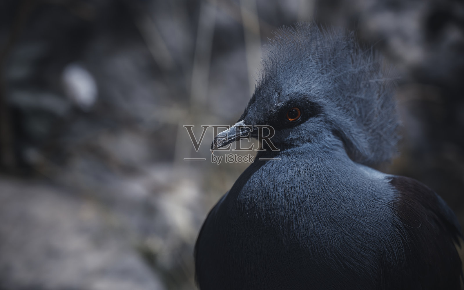 维多利亚蓝冠鸽鸟的肖像，它的红色眼睛和蓝色羽毛的细节。照片摄影图片