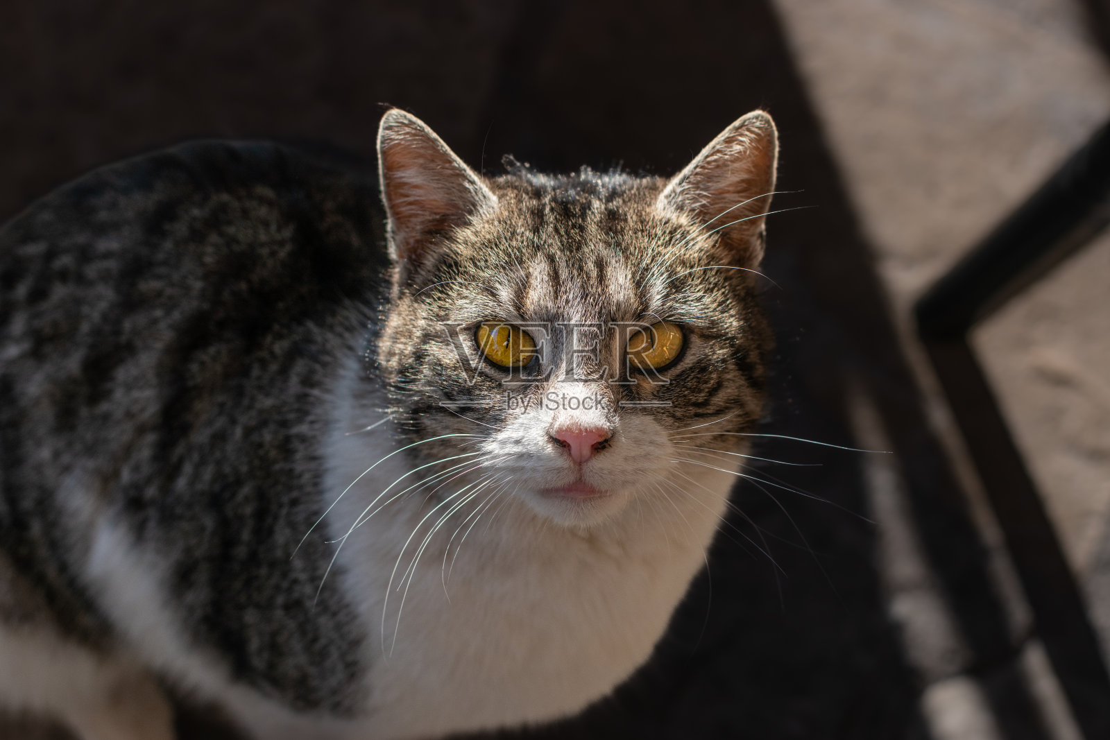 猫照片摄影图片