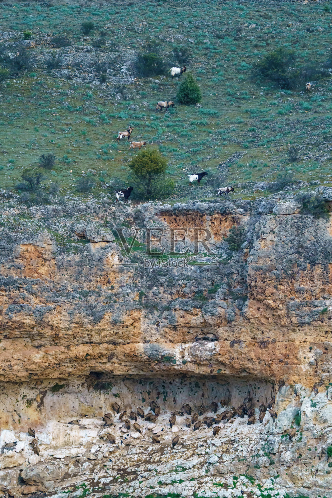 在花岗岩沟壑中筑巢的狮鹫照片摄影图片