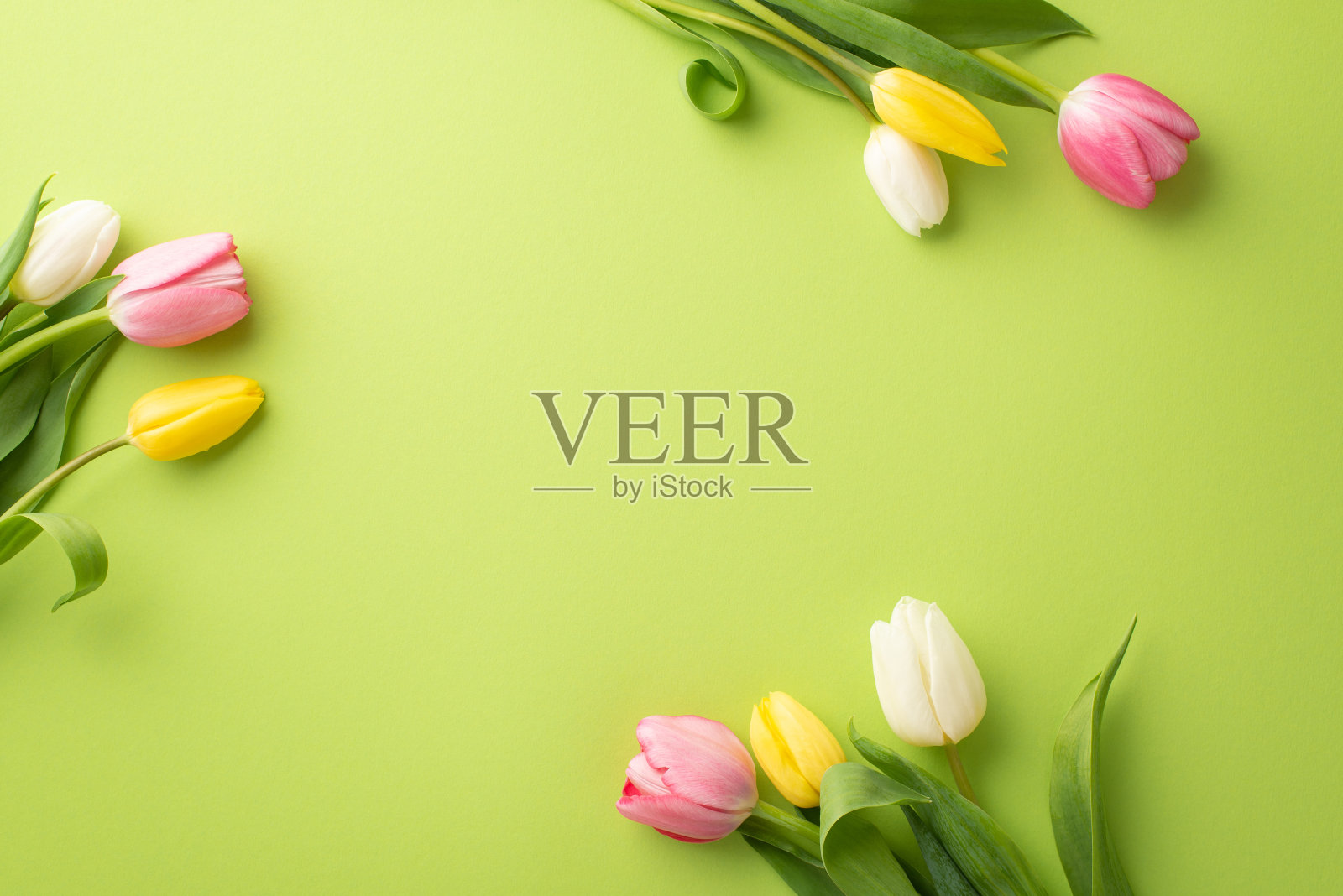 妇女节概念。顶部视图照片的鲜花粉红色黄色和白色郁金香在孤立的浅绿色背景与复制空间照片摄影图片