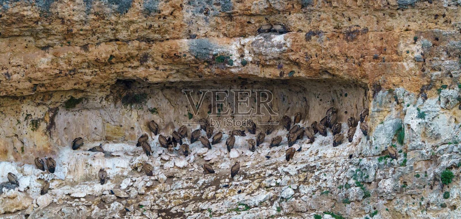 在花岗岩沟壑中筑巢的狮鹫照片摄影图片