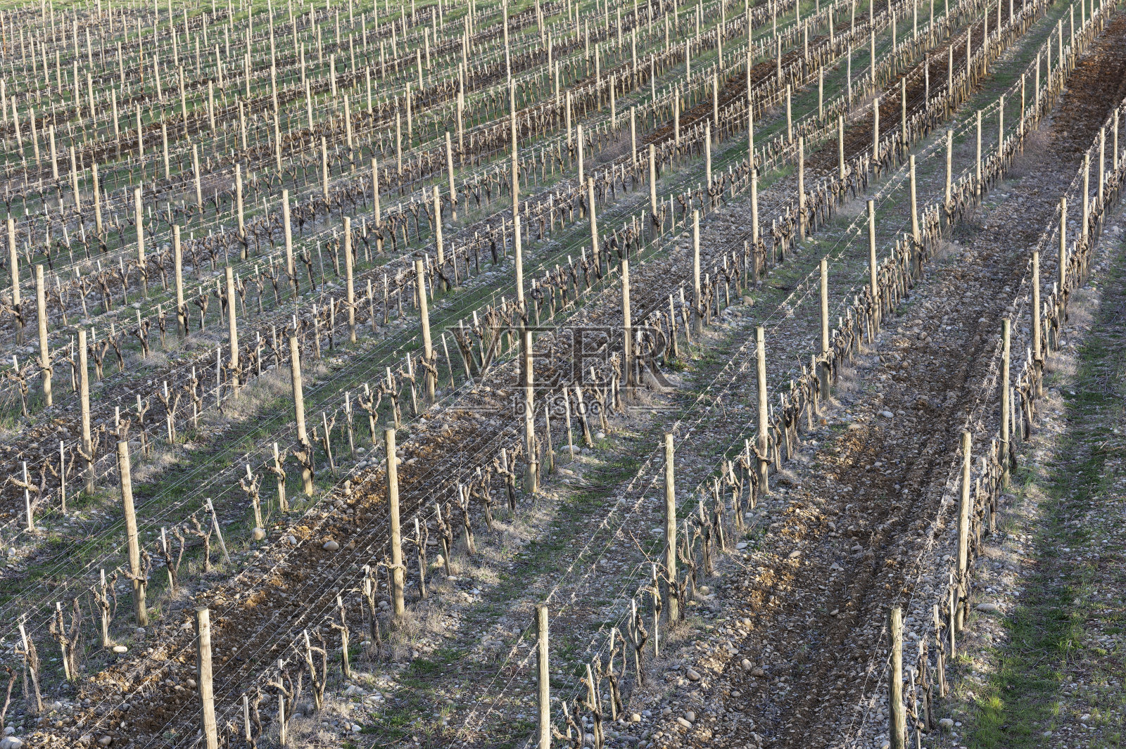 冬天的基安蒂经典葡萄园照片摄影图片