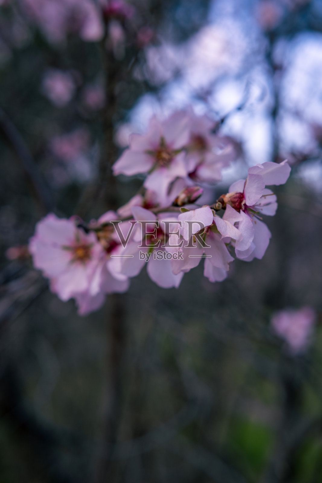 在一个阳光明媚的春天，马德里的一个公园里，杏树开着粉红色的花。照片摄影图片