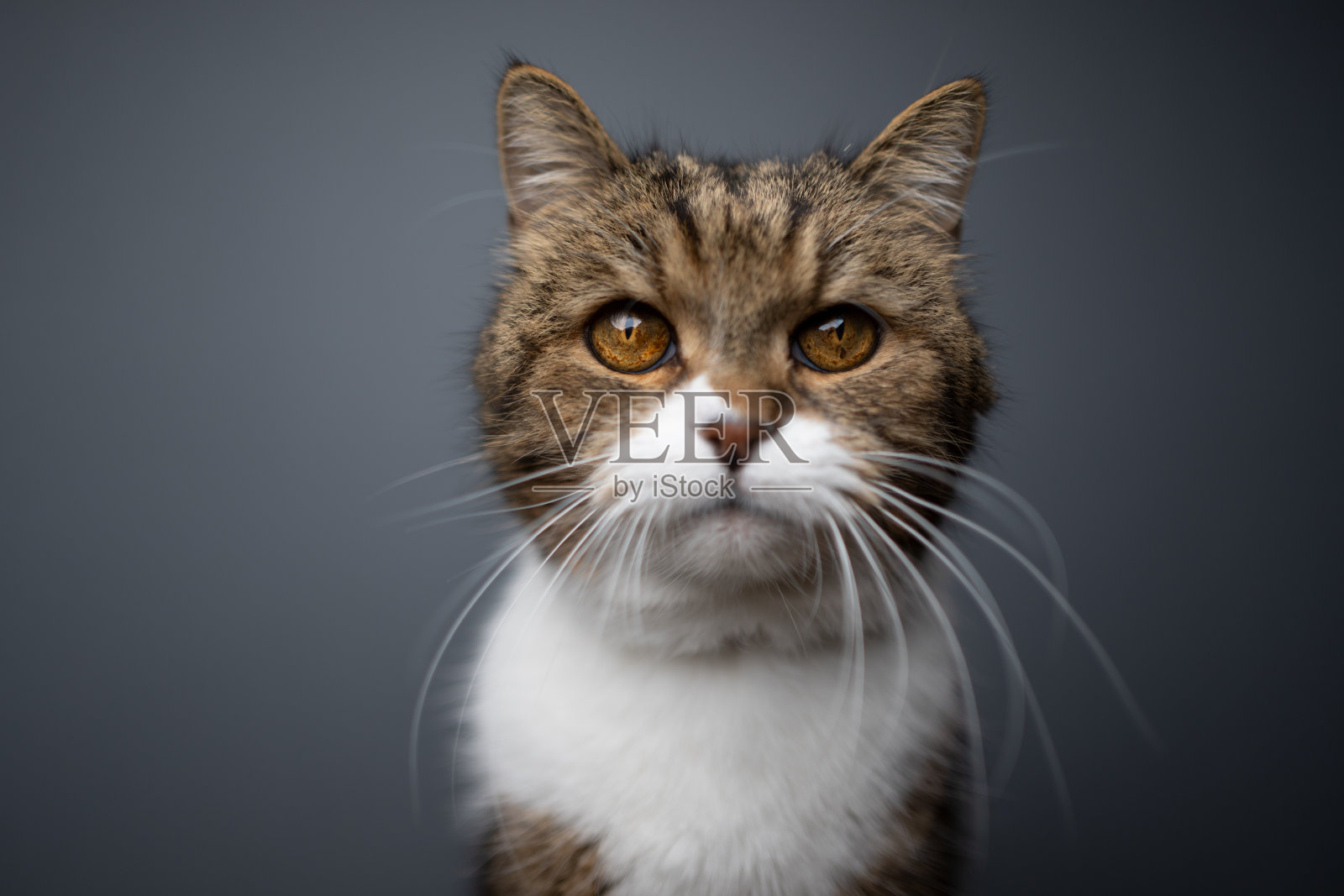 斑纹白猫肖像在灰色背景照片摄影图片