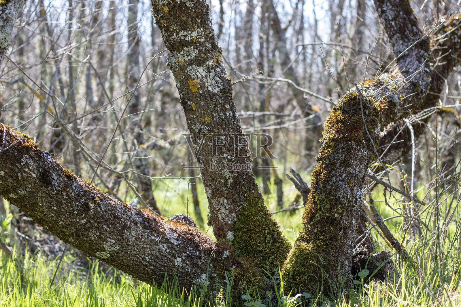 树干上长满了苔藓，春天的绿色很显眼照片摄影图片