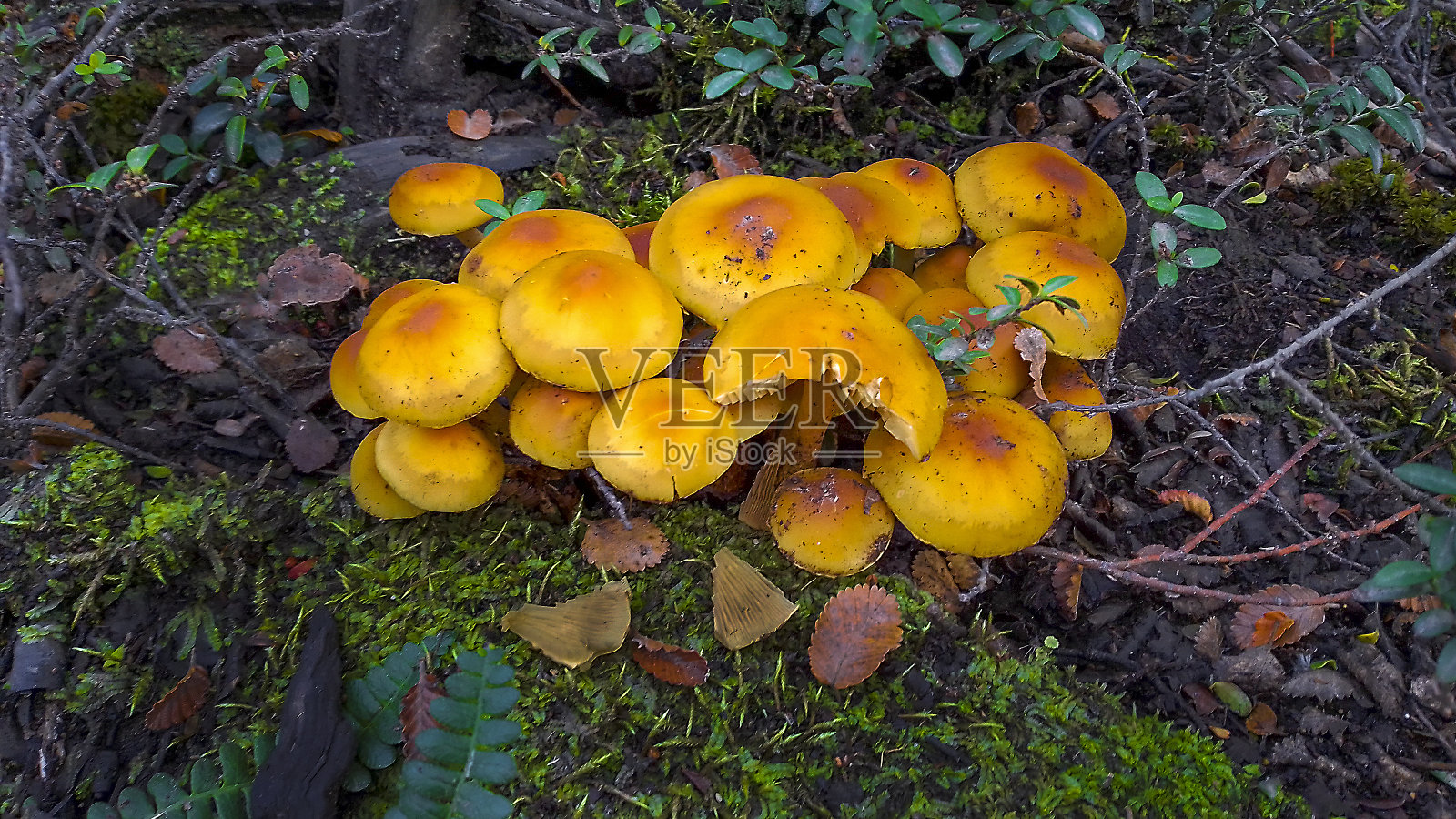 巴塔哥尼亚森林中的蘑菇照片摄影图片