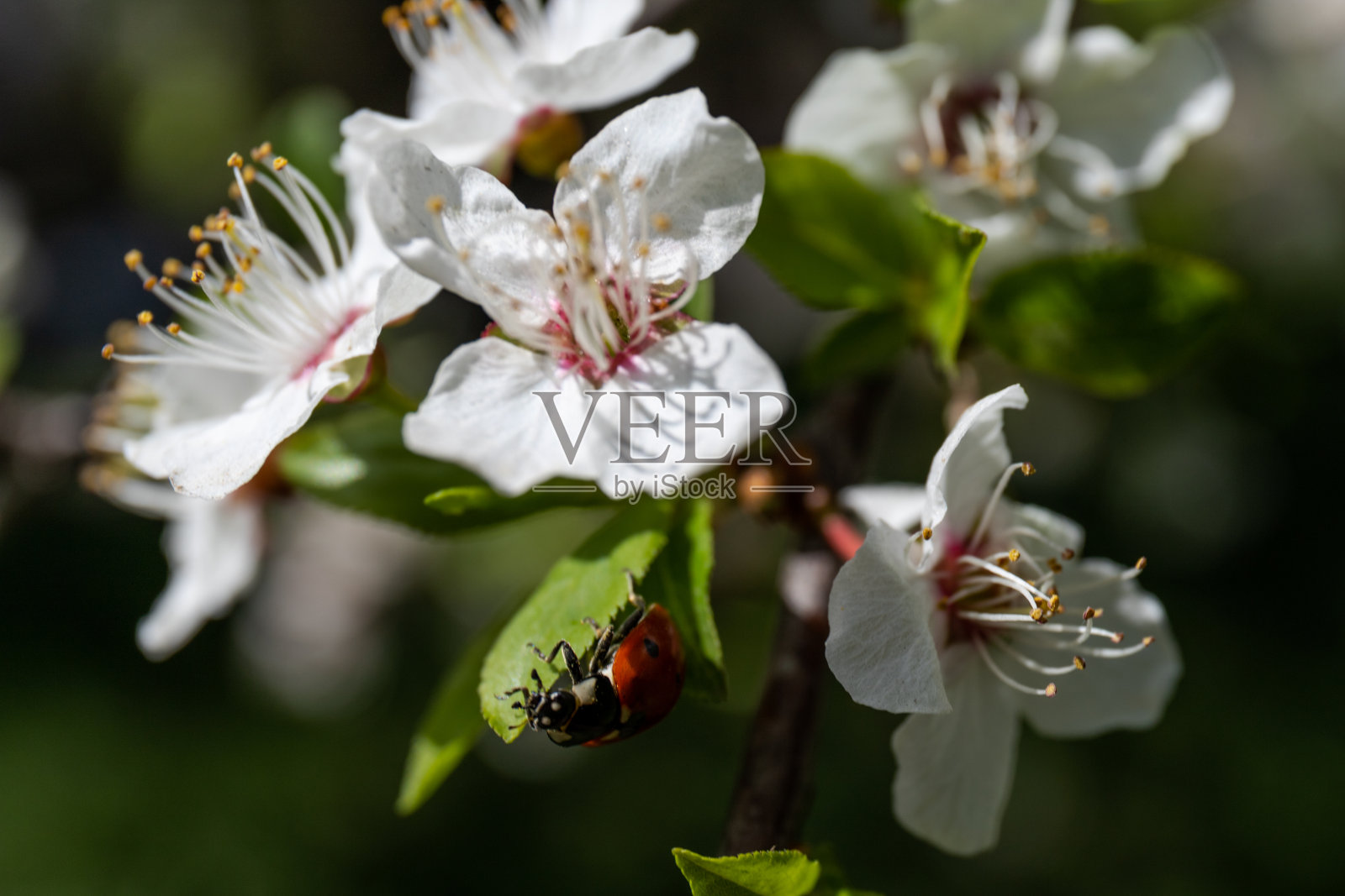 美丽的梅花枝头。美丽的抽象春天背景。照片摄影图片